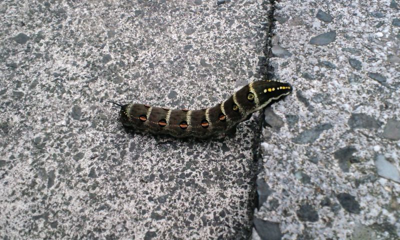 f:id:sawadake:20100912173244j:image f:id:sawadake:20100912173244j:image