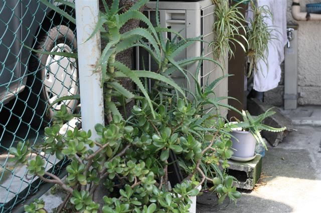 f:id:sayakaloe:20090620105027j:image:w400 f:id:sayakaloe:20090620105027j:image:w400