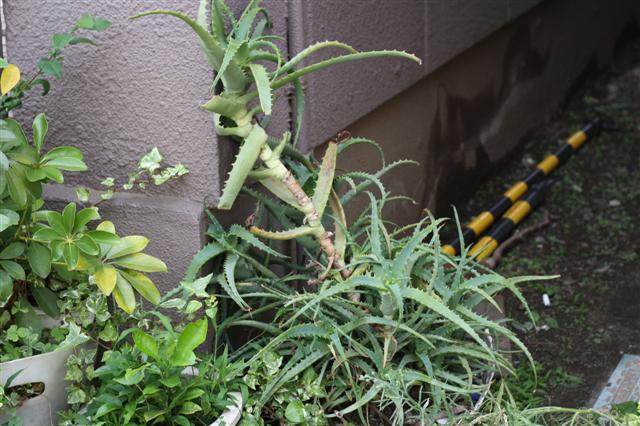 f:id:sayakaloe:20090620105226j:image:w640 f:id:sayakaloe:20090620105226j:image:w640
