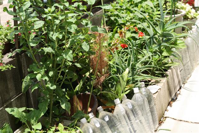 f:id:sayakaloe:20090620113604j:image:w400 f:id:sayakaloe:20090620113604j:image:w400