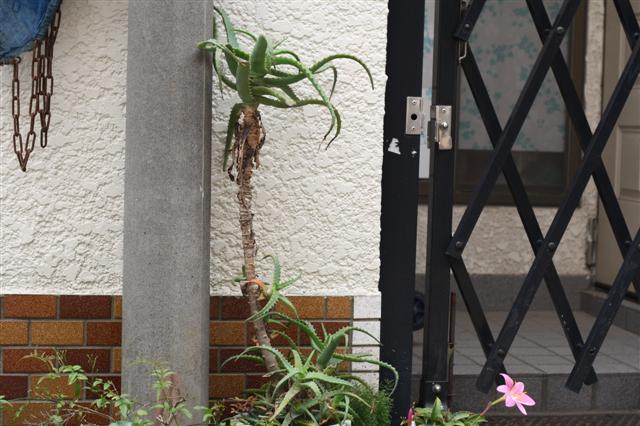 f:id:sayakaloe:20090620114027j:image:w640 f:id:sayakaloe:20090620114027j:image:w640