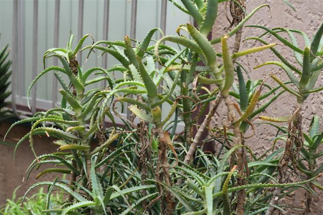 f:id:sayakaloe:20090620114726j:image:w640 f:id:sayakaloe:20090620114726j:image:w640