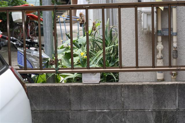 f:id:sayakaloe:20090620115053j:image:w400 f:id:sayakaloe:20090620115053j:image:w400