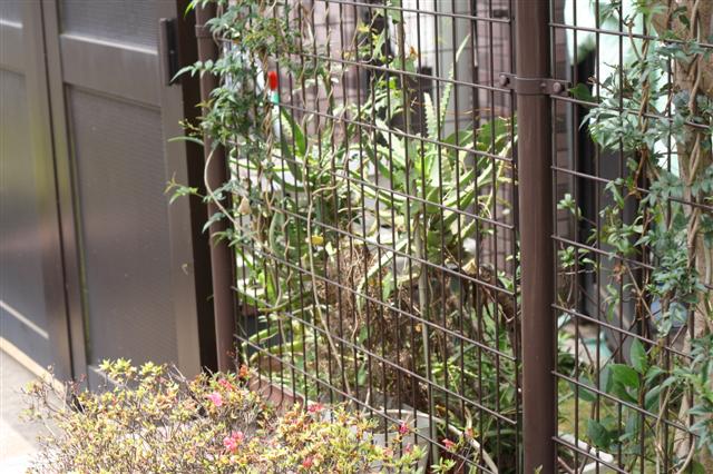 f:id:sayakaloe:20090620115929j:image:w640 f:id:sayakaloe:20090620115929j:image:w640