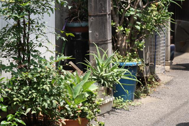 f:id:sayakaloe:20090620120230j:image:w400 f:id:sayakaloe:20090620120230j:image:w400