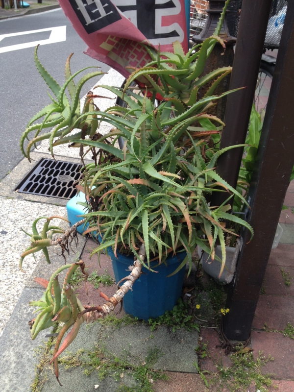 f:id:sayakaloe:20120526112039j:image:w250 f:id:sayakaloe:20120526112039j:image:w250