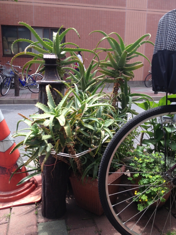 f:id:sayakaloe:20120526112152j:image:w250 f:id:sayakaloe:20120526112152j:image:w250