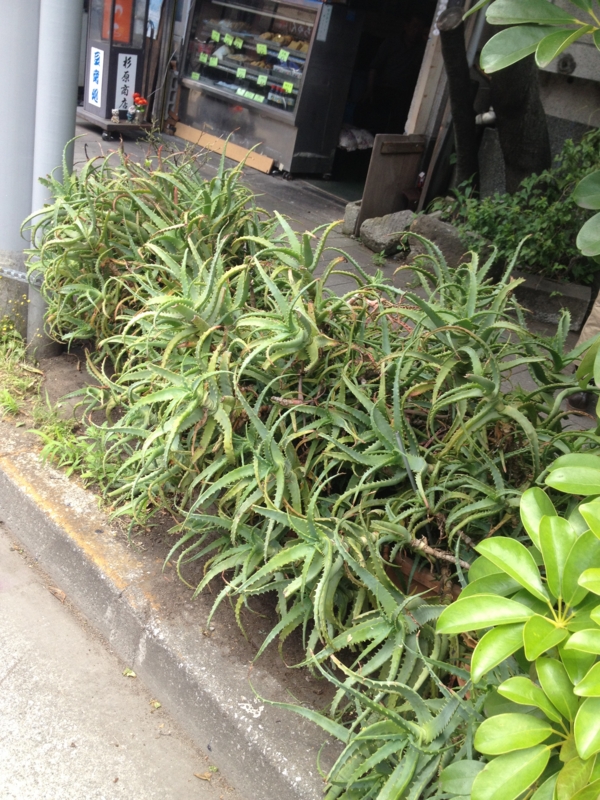 f:id:sayakaloe:20120526113749j:image:w250 f:id:sayakaloe:20120526113749j:image:w250