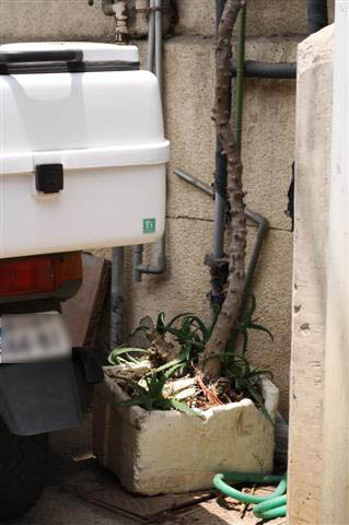 f:id:sayakaloe:20120626073912j:image:w250 f:id:sayakaloe:20120626073912j:image:w250