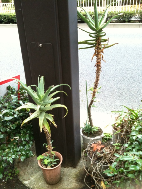 f:id:sayakaloe:20140809161836j:image:w250 f:id:sayakaloe:20140809161836j:image:w250