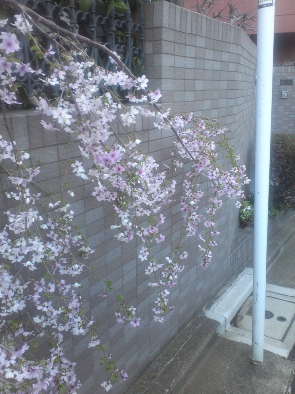 f:id:sayuming:20130321060407j:plain f:id:sayuming:20130321060407j:plain