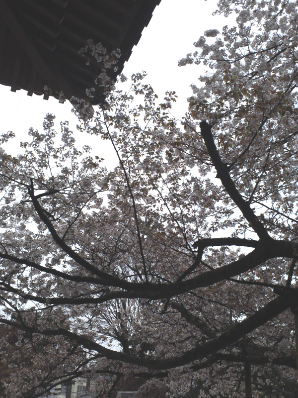 f:id:sayuming:20130402150007j:plain f:id:sayuming:20130402150007j:plain