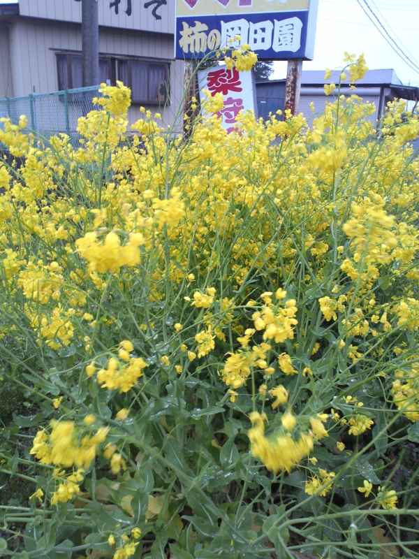 f:id:sayuming:20130402172554j:plain f:id:sayuming:20130402172554j:plain