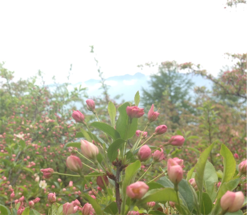 f:id:schen:20160530002825j:image f:id:schen:20160530002825j:image