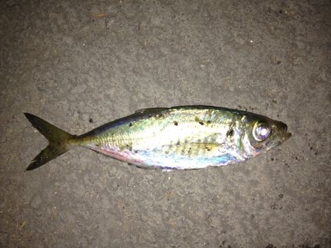 箱崎埠頭でアジング調査 - 水清無魚（すいせいむぎ