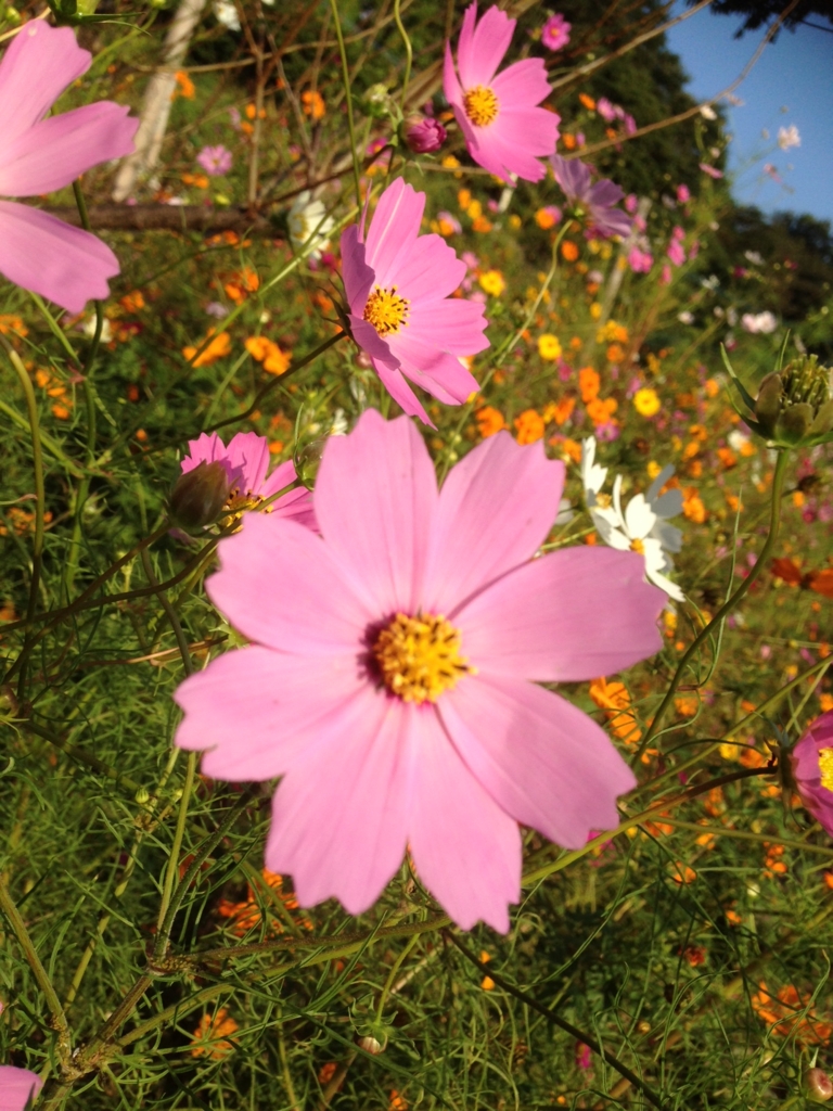 f:id:secondson:20151004075009j:plain