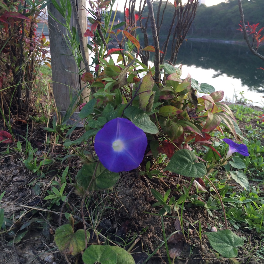 f:id:secretlife:20150928214158j:image f:id:secretlife:20150928214158j:image