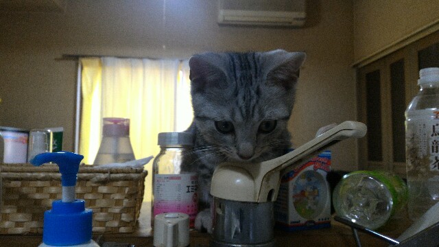 f:id:seesonoro:20160210122945j:image f:id:seesonoro:20160210122945j:image