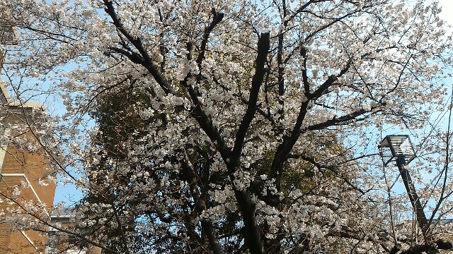 f:id:seesonoro:20160401124154j:image f:id:seesonoro:20160401124154j:image