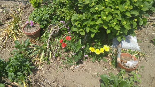 f:id:sefish:20160517075510j:image f:id:sefish:20160517075510j:image