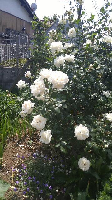 f:id:sefish:20160517075526j:image f:id:sefish:20160517075526j:image
