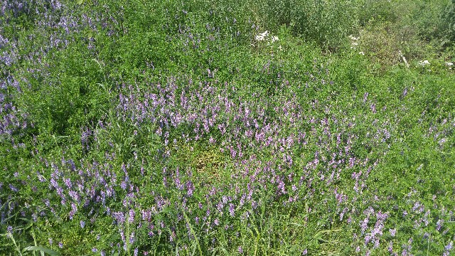 f:id:sefish:20160517081123j:image f:id:sefish:20160517081123j:image
