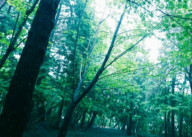 f:id:seigoy:20150719220719j:image f:id:seigoy:20150719220719j:image