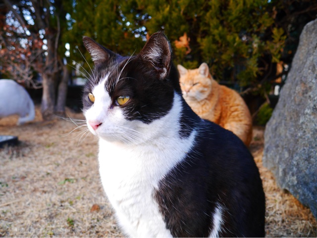 f:id:seikousisan:20150124233239j:plain f:id:seikousisan:20150124233239j:plain