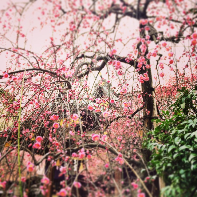 f:id:seikousisan:20150224180750j:plain f:id:seikousisan:20150224180750j:plain