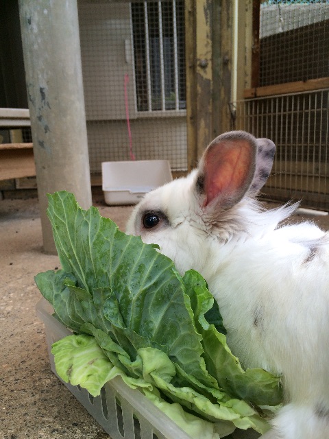 f:id:seikousisan:20150702192416j:image f:id:seikousisan:20150702192416j:image