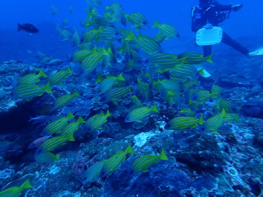f:id:senaka45:20150820112406j:image f:id:senaka45:20150820112406j:image