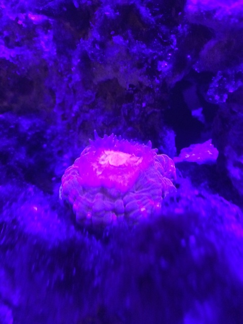 f:id:sennich:20150213092537j:plain 消灯時のコハナガタサンゴは小さくなり触手を出す