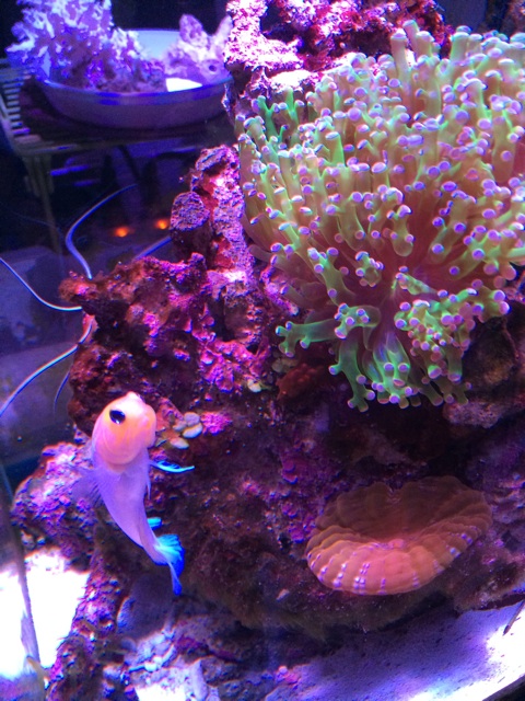 f:id:sennich:20150213122228j:plain コハナガタサンゴをレイアウトした海水水槽にジョーフィッシュが泳ぐ