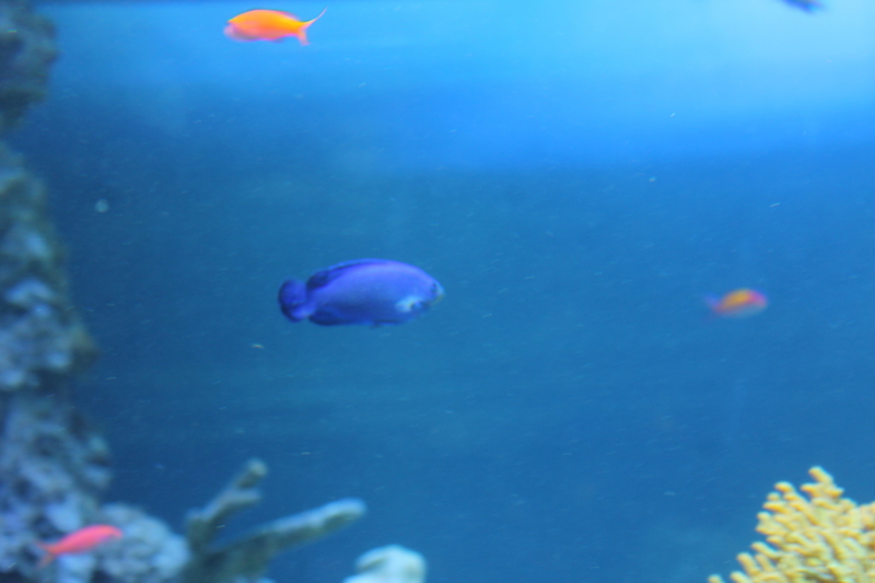 f:id:seraneko96:20150120151821j:plain f:id:seraneko96:20150120151821j:plain