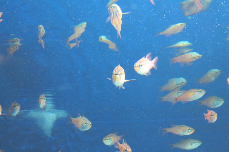 f:id:seraneko96:20150120152124j:plain f:id:seraneko96:20150120152124j:plain