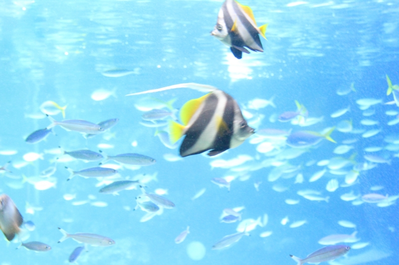 f:id:seraneko96:20150120152527j:plain f:id:seraneko96:20150120152527j:plain