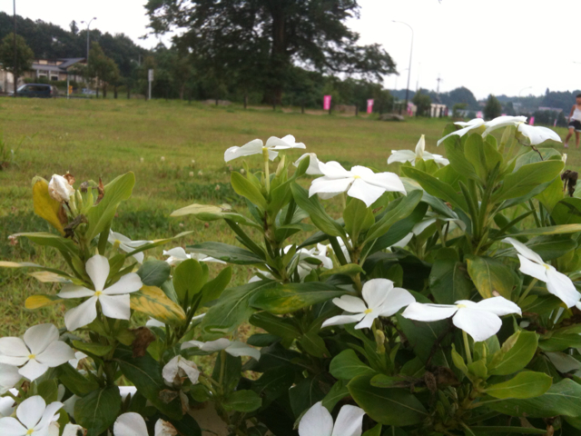 f:id:shararanet-npo:20130810173306j:plain f:id:shararanet-npo:20130810173306j:plain