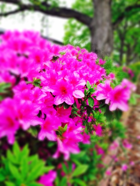 f:id:shararanet-npo:20140605192521j:plain f:id:shararanet-npo:20140605192521j:plain