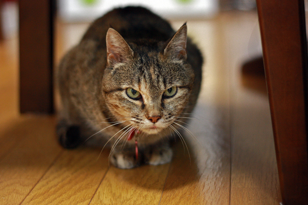 f:id:sharon6q:20120501182301j:image f:id:sharon6q:20120501182301j:image