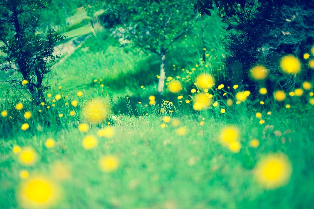 f:id:shebalove:20141119224439j:plain