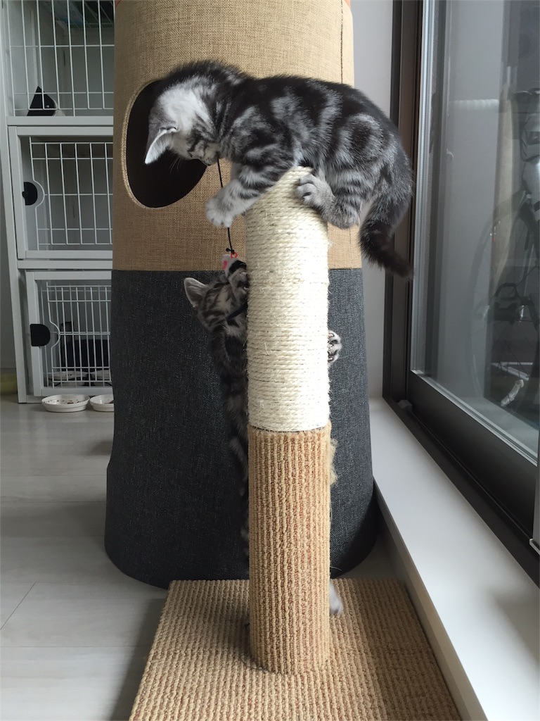 f:id:sheltie1:20160402083856j:image f:id:sheltie1:20160402083856j:image