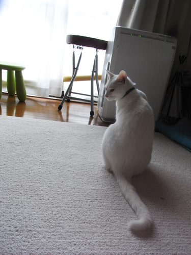 f:id:shi-kano:20090422152742j:image f:id:shi-kano:20090422152742j:image