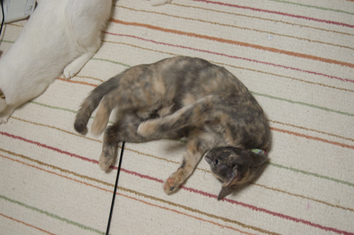f:id:shi-kano:20090422160209j:image f:id:shi-kano:20090422160209j:image