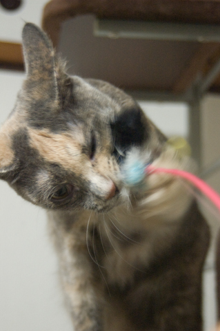 f:id:shi-kano:20090527220111j:image f:id:shi-kano:20090527220111j:image