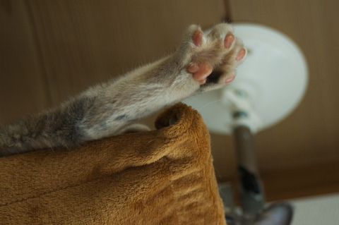 f:id:shi-kano:20090618082344j:image f:id:shi-kano:20090618082344j:image