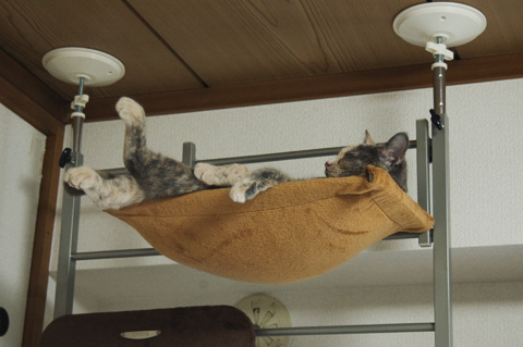 f:id:shi-kano:20090618175957j:image f:id:shi-kano:20090618175957j:image