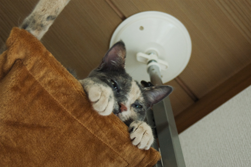 f:id:shi-kano:20090618180125j:image f:id:shi-kano:20090618180125j:image