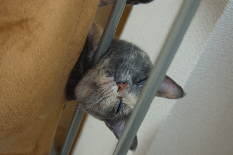 f:id:shi-kano:20090618183927j:image f:id:shi-kano:20090618183927j:image