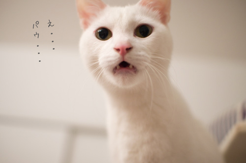 f:id:shi-kano:20120113095653j:image f:id:shi-kano:20120113095653j:image