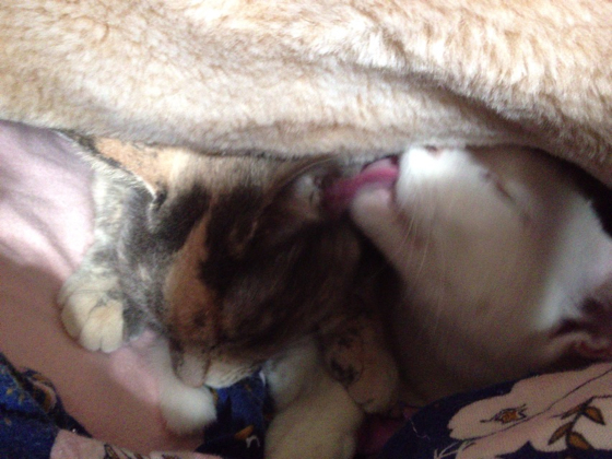 f:id:shi-kano:20130309162304j:image f:id:shi-kano:20130309162304j:image